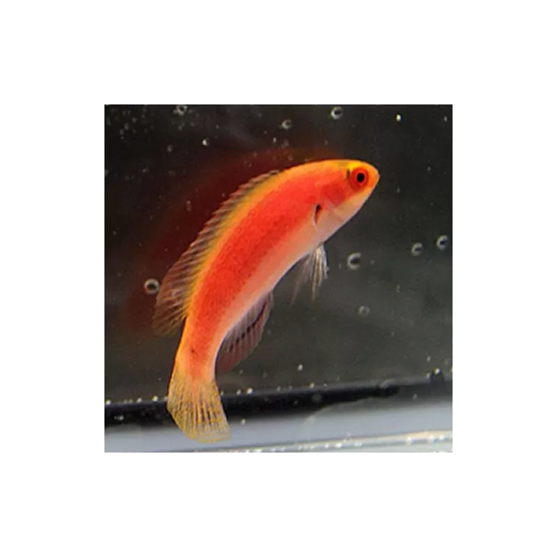 Cirrhilabrus Balteatus (männlich) | Coralandfishstore.nl Cirrhilabrus Balteatus (männlich) | Coralandfishstore.nl