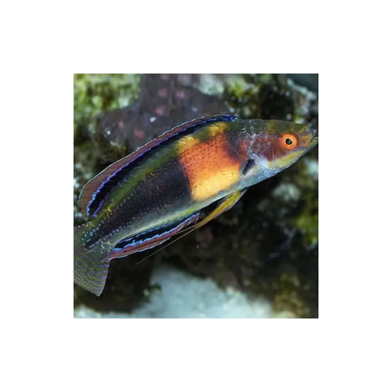 Cirrhilabrus Balteatus (männlich) | Coralandfishstore.nl