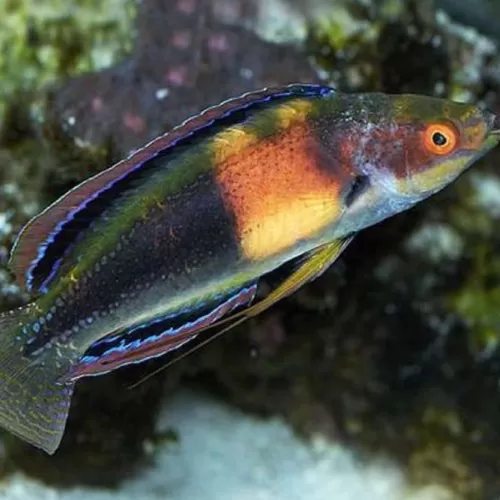 Cirrhilabrus Balteatus (männlich) | Coralandfishstore.nl