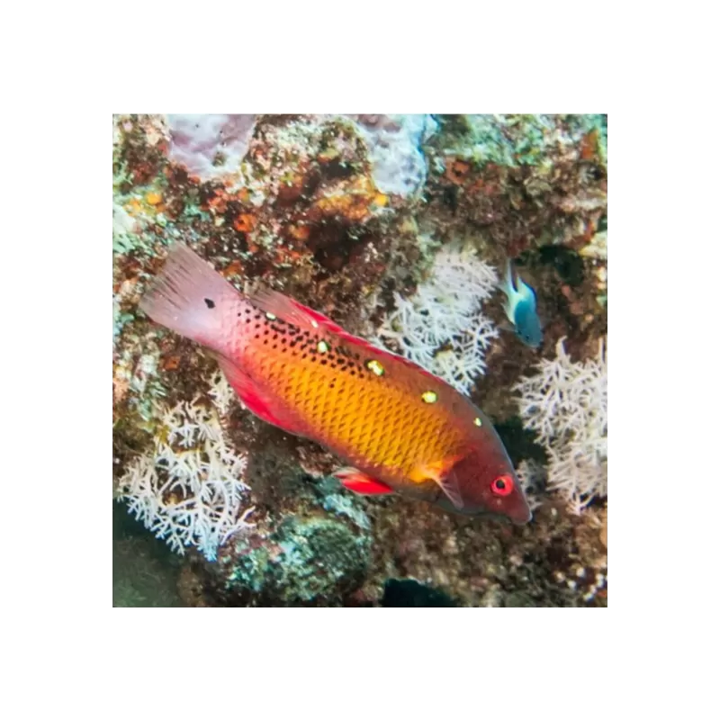 Bbodianus Diana S Bbodianus Diana S
