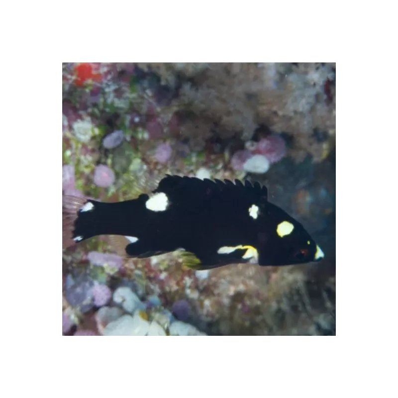 bodianus axillaris M bodianus axillaris M