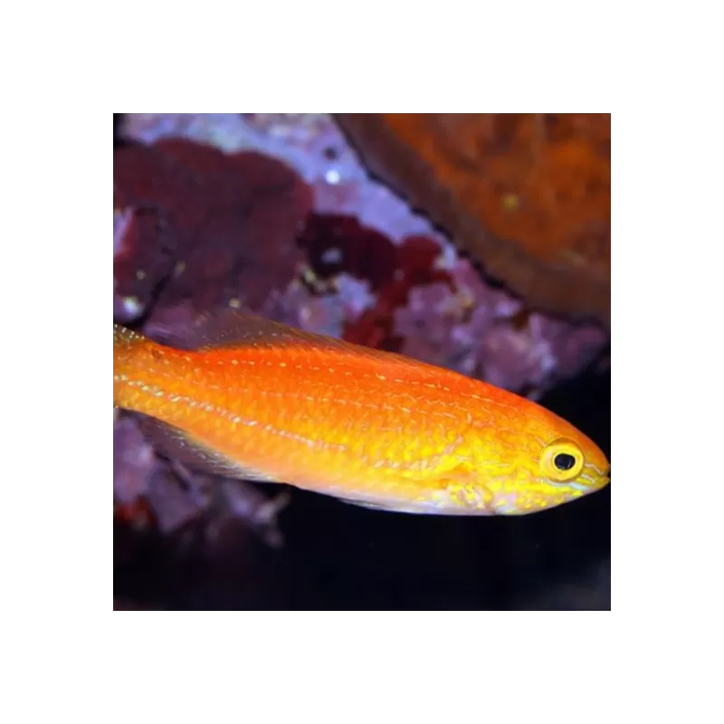 Cirrhilabrus Isosceles Pair Cirrhilabrus Isosceles Pair