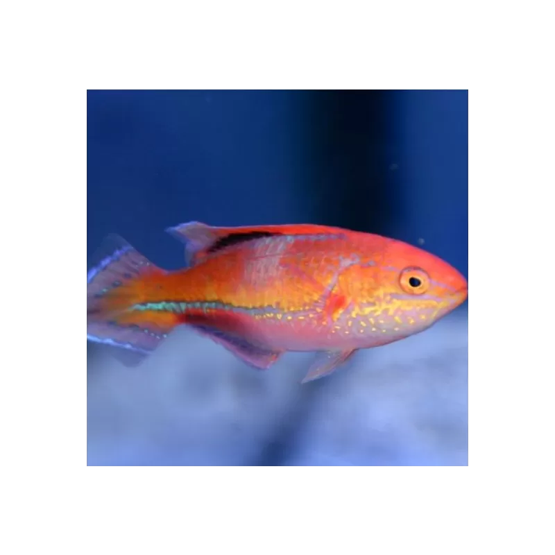 Cirrhilabrus Isosceles Female Cirrhilabrus Isosceles Female