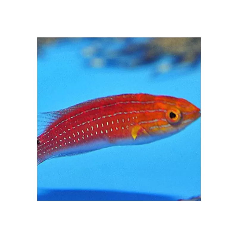 Cirrhilabrus Africanus Male Cirrhilabrus Africanus Male