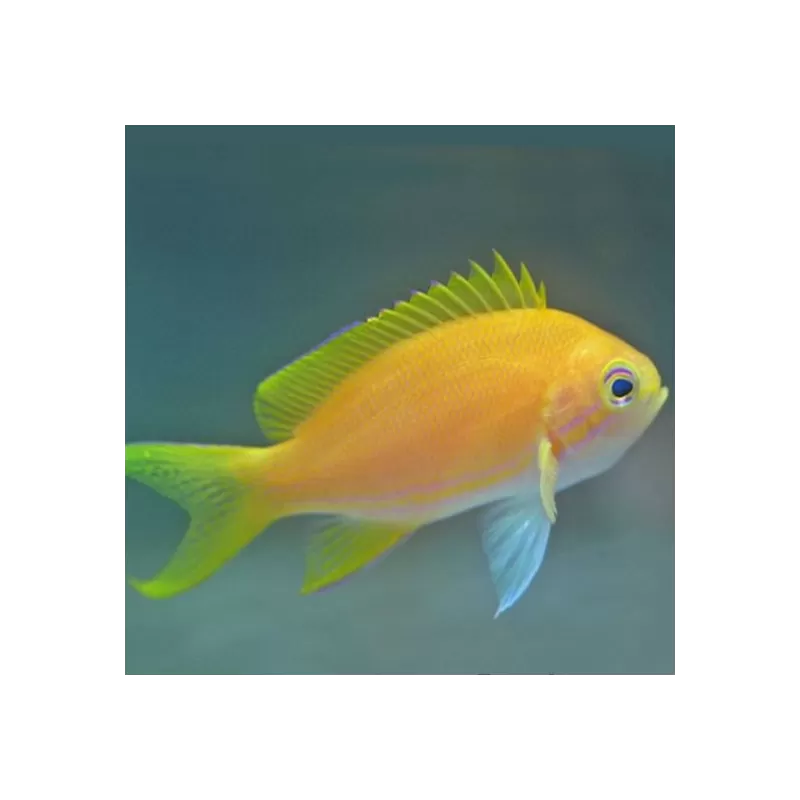 Pseudanthias Pleurotaenia Male Pseudanthias Pleurotaenia Male