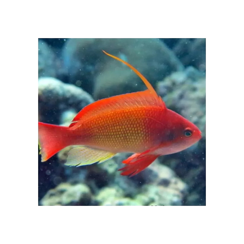 Pseudanthias Squamipinnis Pseudanthias Squamipinnis