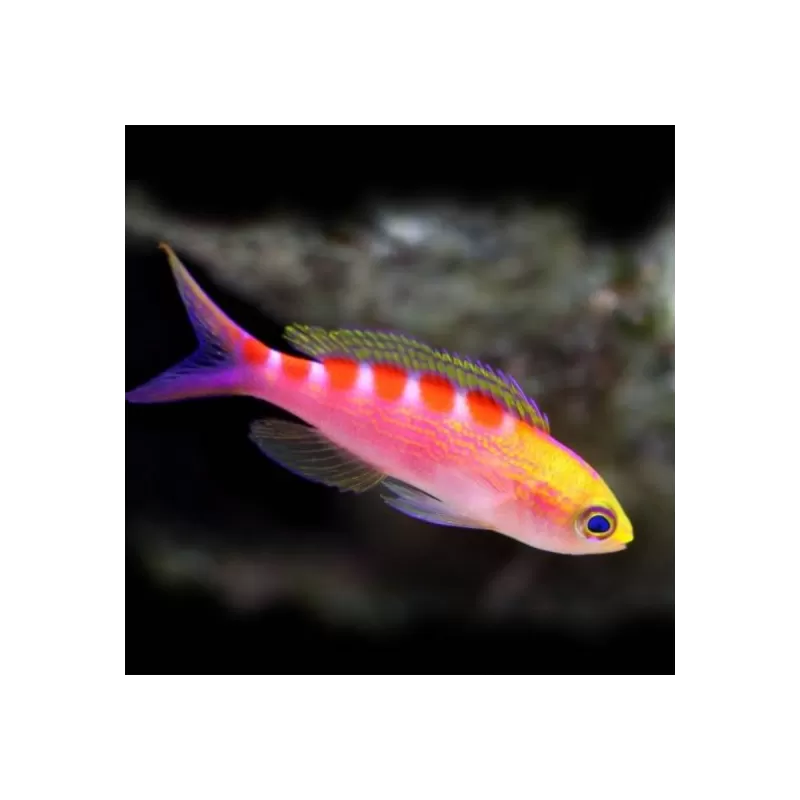 Pseudanthias flavoguttatus Pseudanthias flavoguttatus