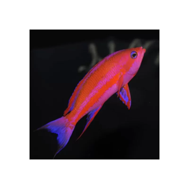 Pseudanthias Randalli Pseudanthias Randalli