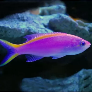 Mirolabrichtthys Tuka Weibchen| Coralandfishstore.nl