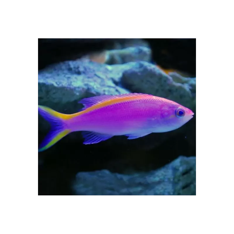 Mirolabrichthys Tuka Mirolabrichthys Tuka