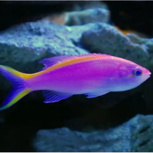 Mirolabrichtthys Tuka Weibchen| Coralandfishstore.nl