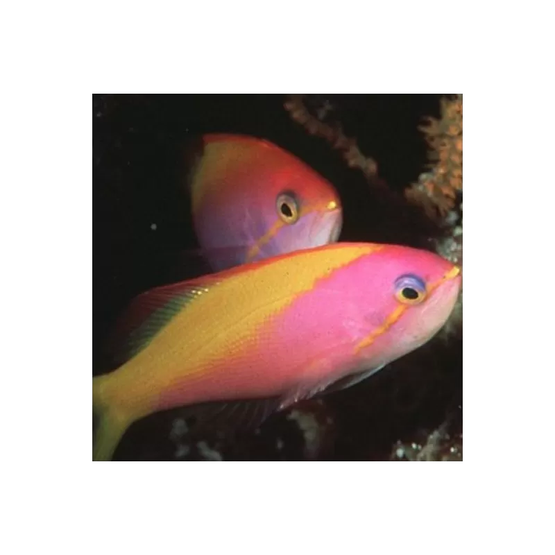 Nemanthias Carberryi fem Nemanthias Carberryi fem