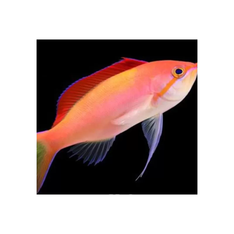 Mirolabrichthys Dispar ignitis Mirolabrichthys Dispar ignitis