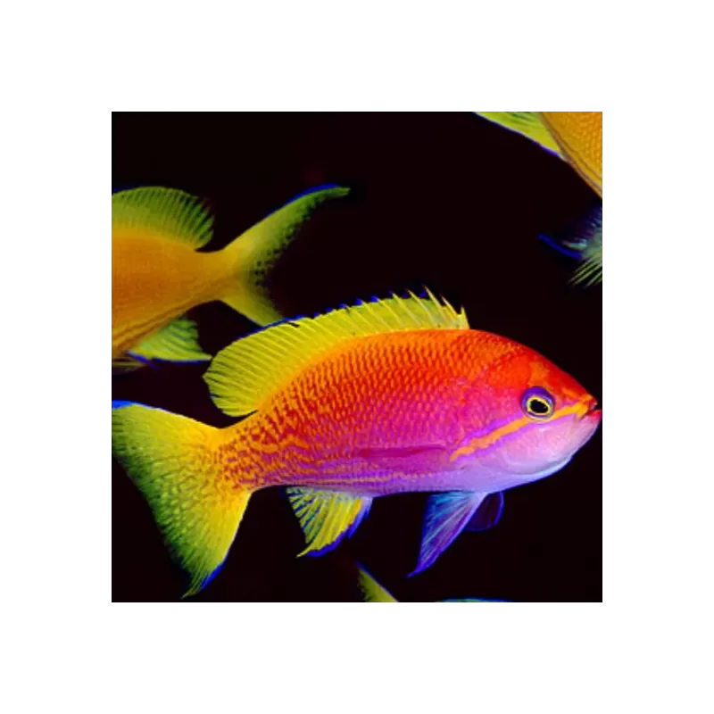 Pseudanthias bimaculatus Pseudanthias bimaculatus