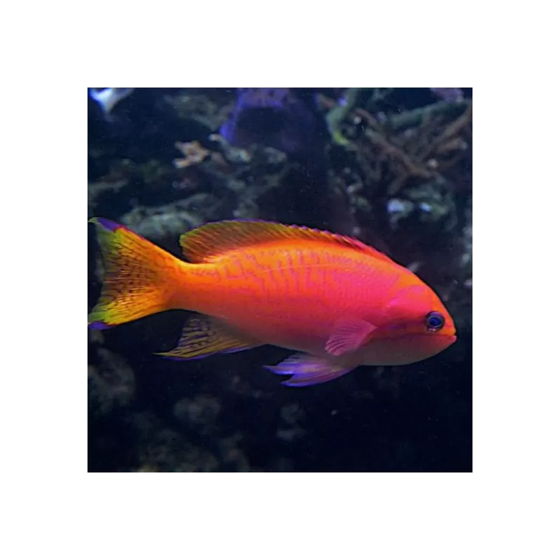 Pseudanthias bimaculatus Pseudanthias bimaculatus