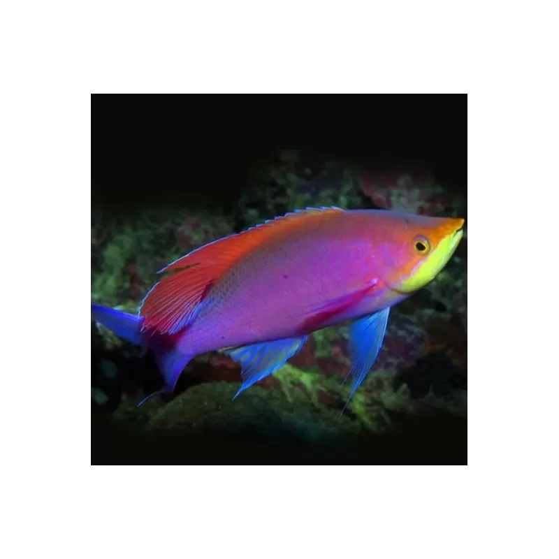 Mirolabrihthys tuka male Mirolabrihthys tuka male