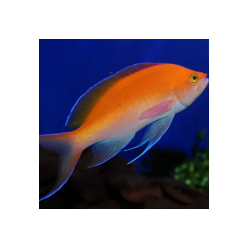 pseudanthias bicolor pseudanthias bicolor