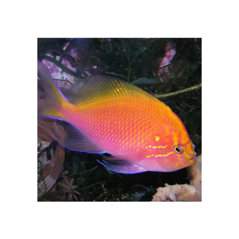 Serranocirrhitus Latus Serranocirrhitus Latus