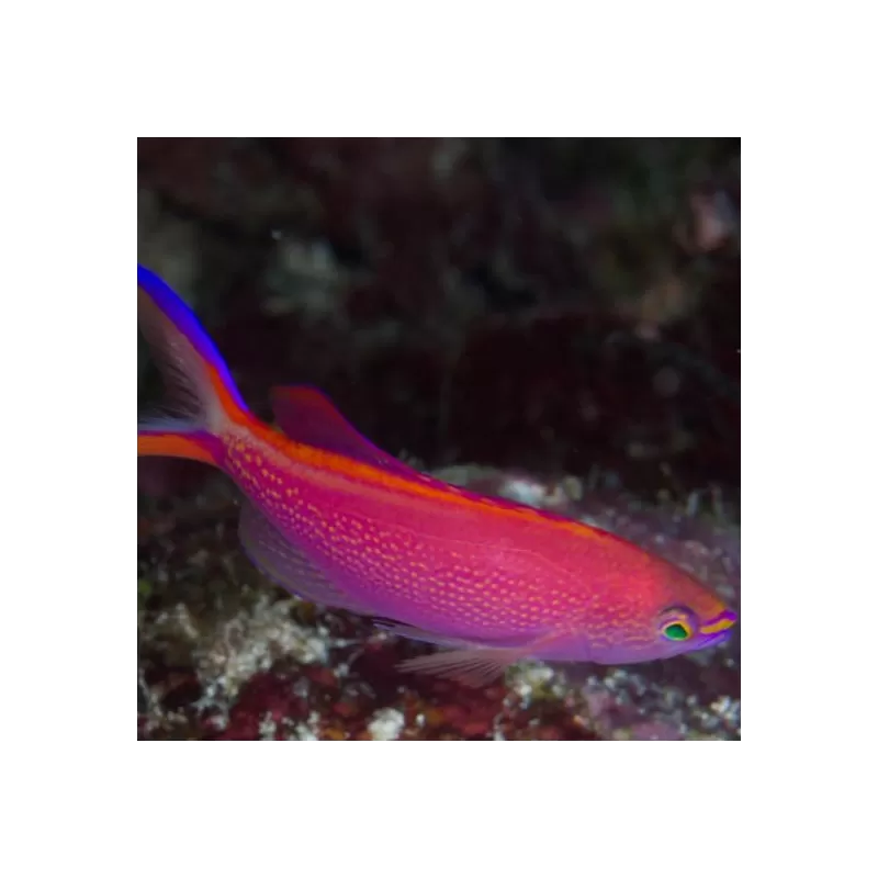 Pseudanthias Smithvanzi Pseudanthias Smithvanzi