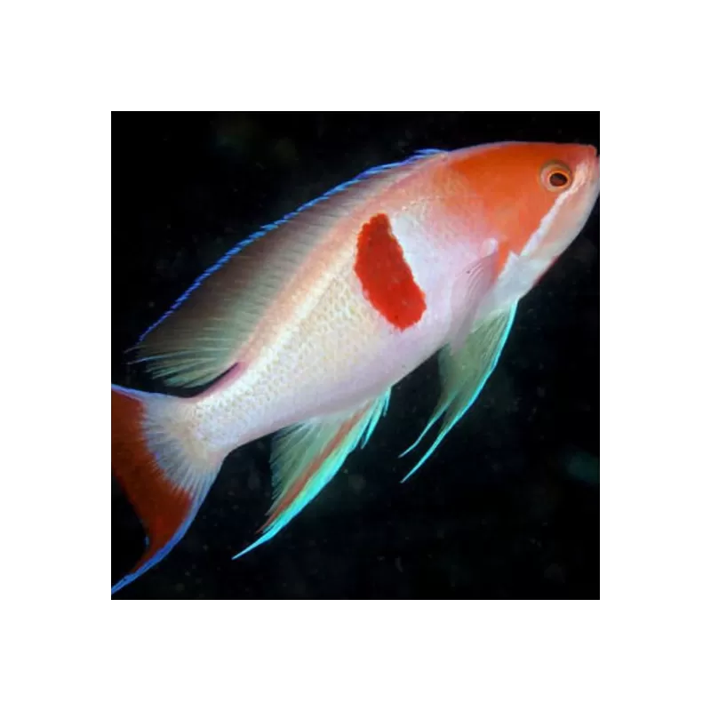 Pseudanthias Rubrizonatus Pseudanthias Rubrizonatus