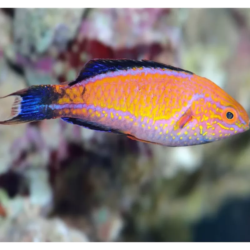 Cirrhilabrus Lunatus Female Cirrhilabrus Lunatus Female