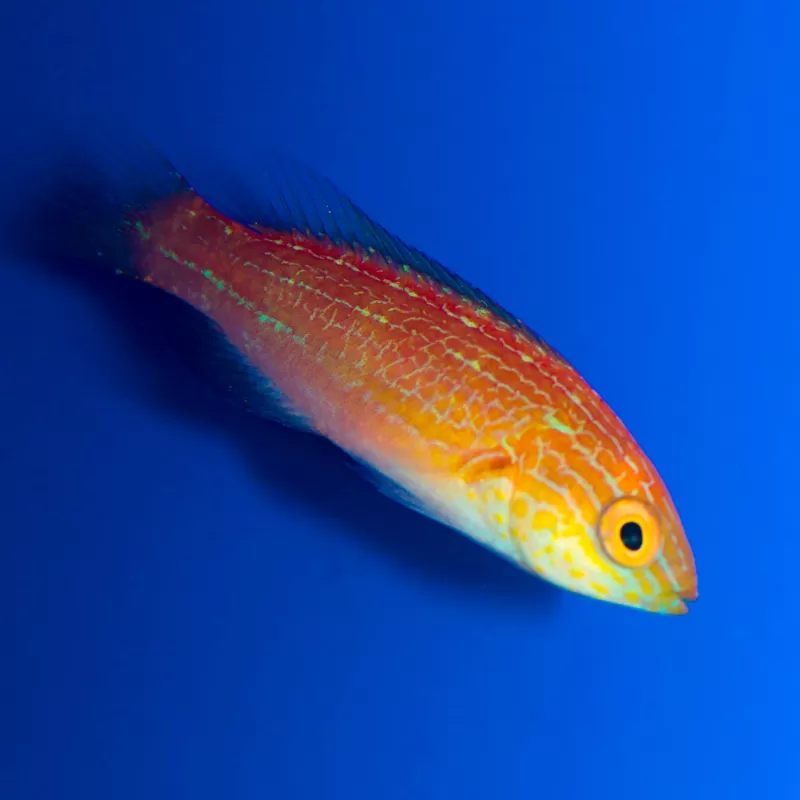 Cirrhilabrus lunatus adult male Cirrhilabrus lunatus adult male
