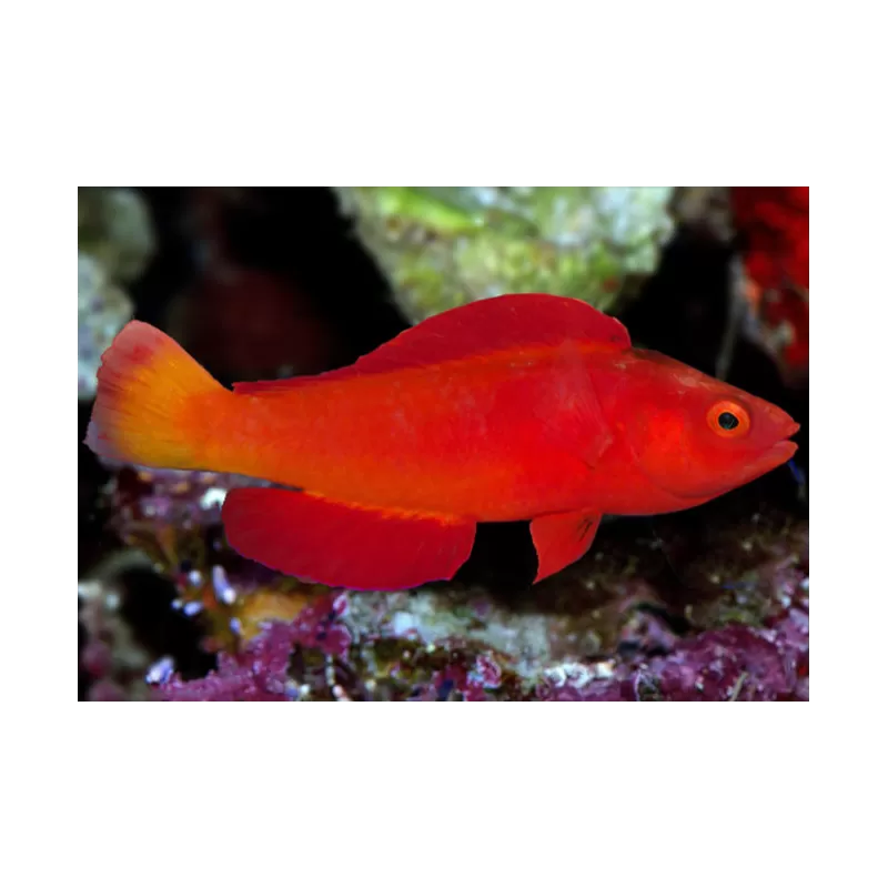 Cirrhilabrus Shutmani Cirrhilabrus Shutmani