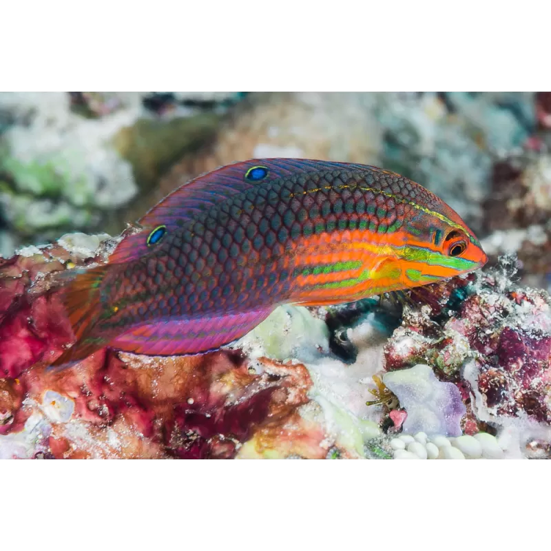 Halichoeres Biocellatus Halichoeres Biocellatus