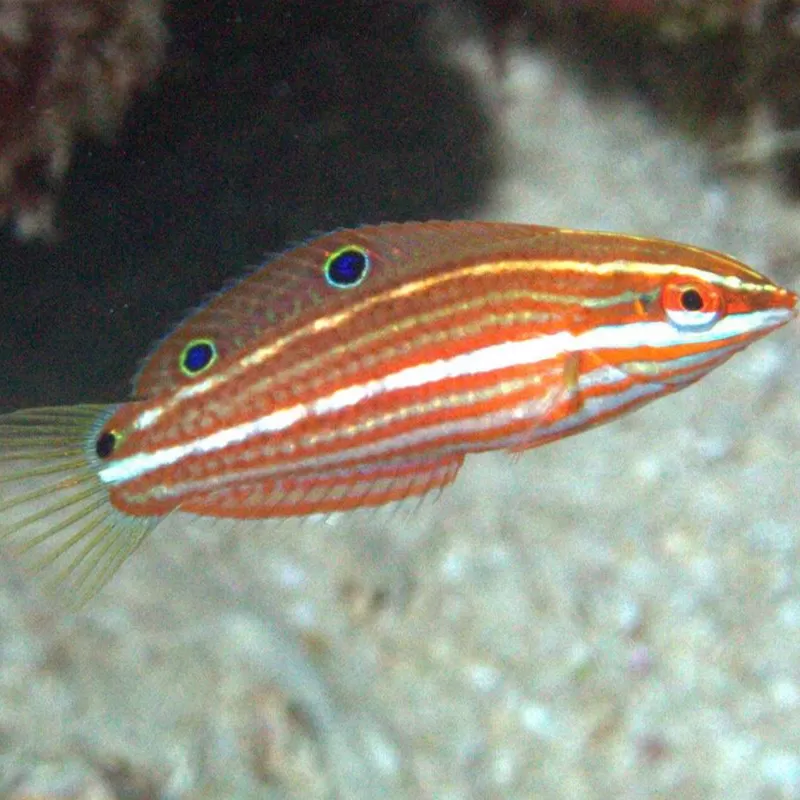 Halichoeres Biocellatus Halichoeres Biocellatus