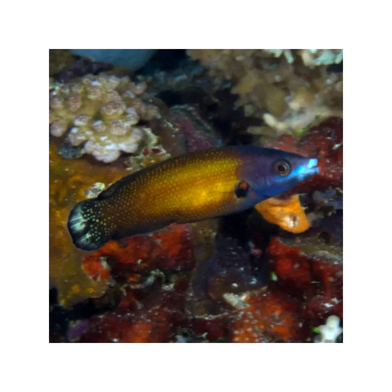 Labropsis Manabei Labropsis Manabei