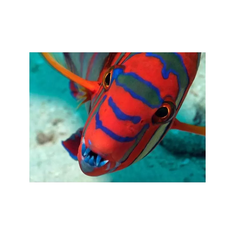 Choerodon Lienardella Fasciata M Choerodon Lienardella Fasciata M