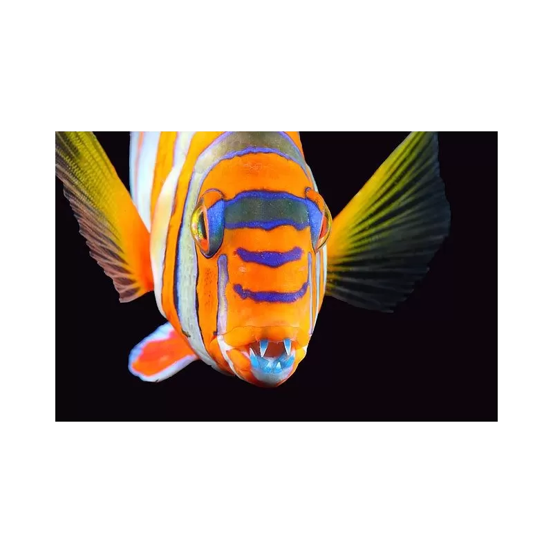 Choerodon Lienardella Fasciata M Choerodon Lienardella Fasciata M