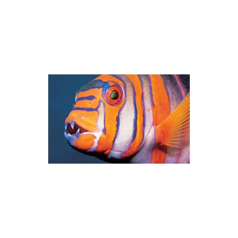 Choerodon Lienardella Fasciata M Choerodon Lienardella Fasciata M