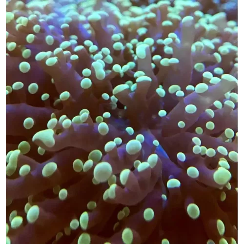 Euphyllia Divisa Green Australie (L)