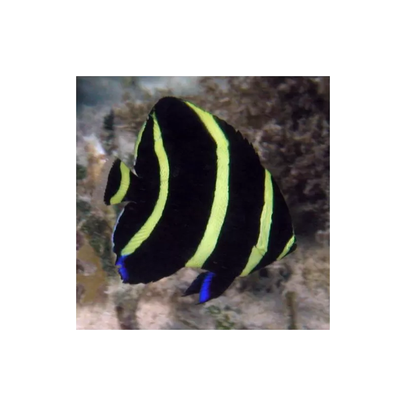 Pomacanthus Arcuatus L Pomacanthus Arcuatus L