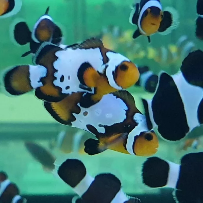 Amphiprion Ocellaris Bullet Hole