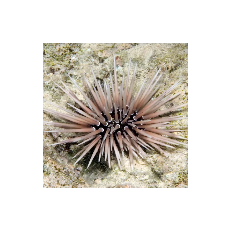 echinometra sp. red/purple/white echinometra sp. red/purple/white