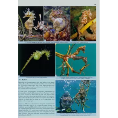 Seahorses and their Relatives