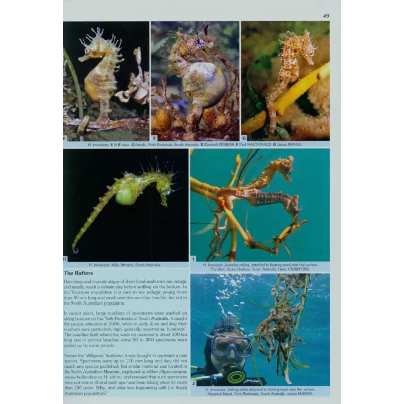 Seahorses and their Relatives Seahorses and their Relatives