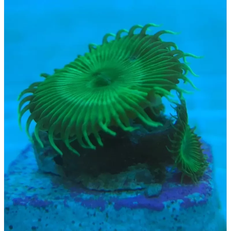Palythoa Green Frag Palythoa Green Frag