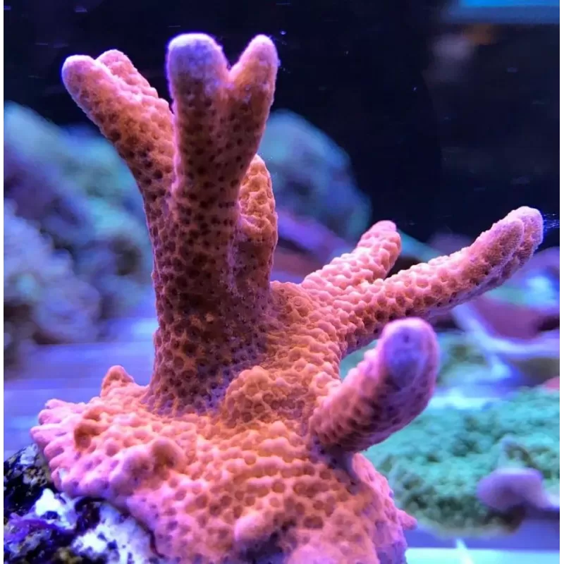 Montipora digitata red frag Montipora digitata red frag