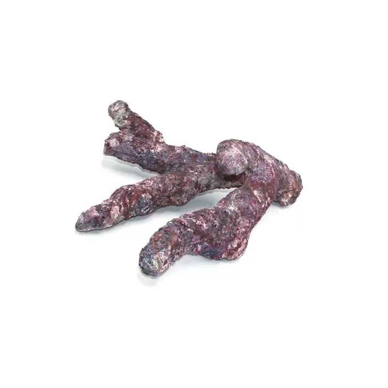 Dutch Reef Rock Bones (Dry) p/kg Dutch Reef Rock Bones (Dry) p/kg