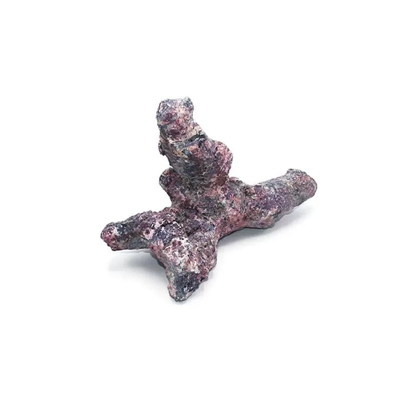 Dutch Reef Rock Bones (Dry) p/kg Dutch Reef Rock Bones (Dry) p/kg