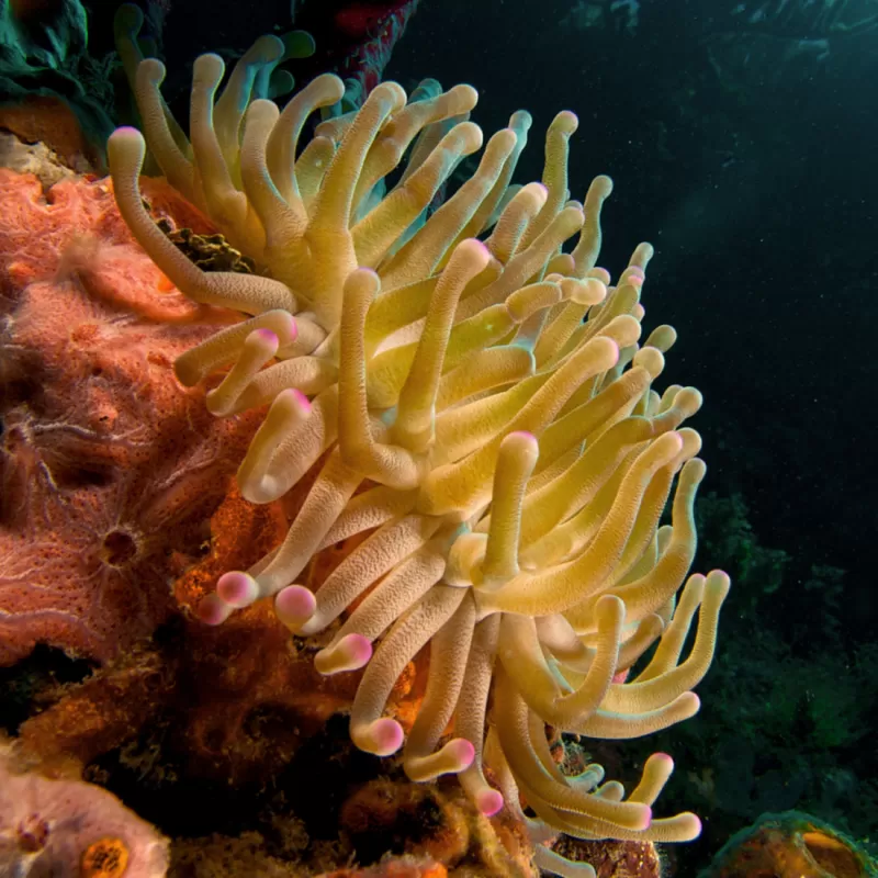Condylactis gigantea anemone Condylactis gigantea anemone