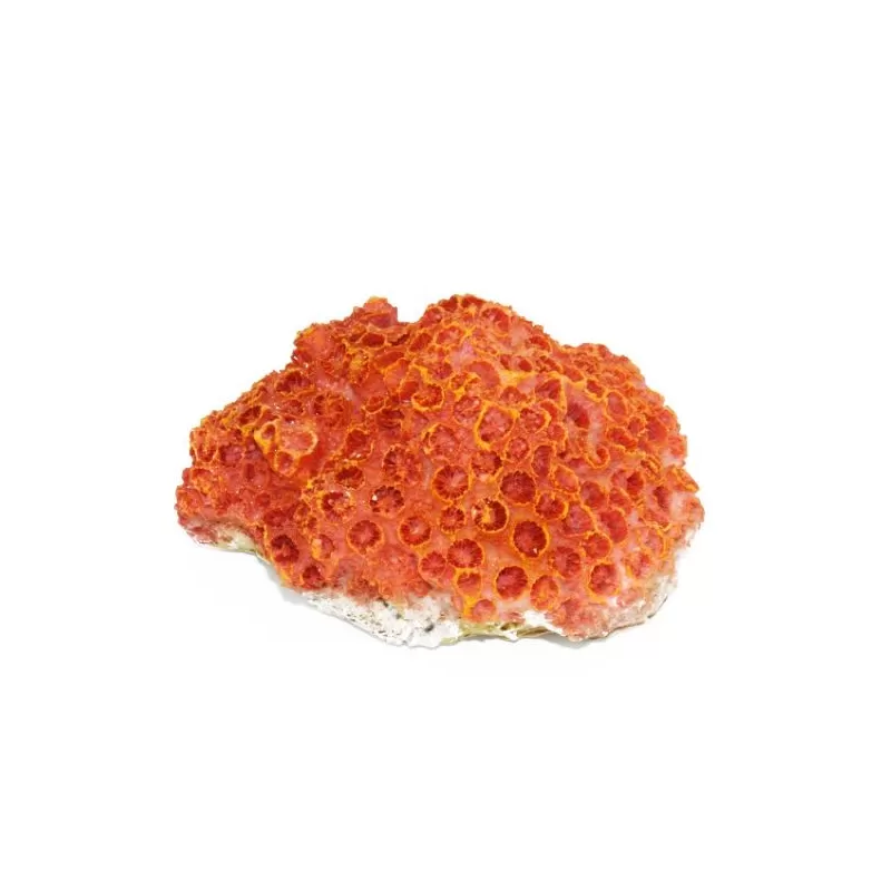Kunstkoraal Aardbeikoraal Kunstkoraal Aardbeikoraal