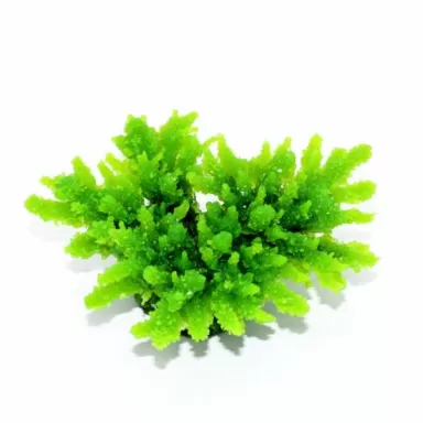 Kunstkoraal Acropora Groen 