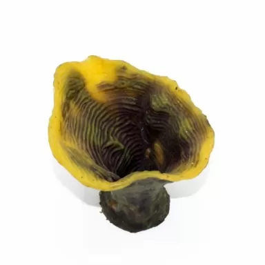 Kunstkoraal Olifantsoor Geel