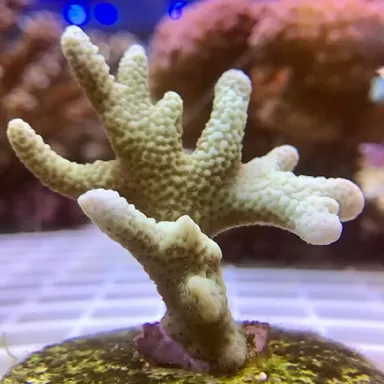 Montipora digitata silver green S size