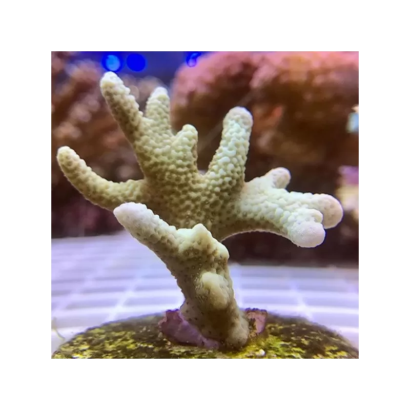 Montipora digitata silver green S size Montipora digitata silver green S size