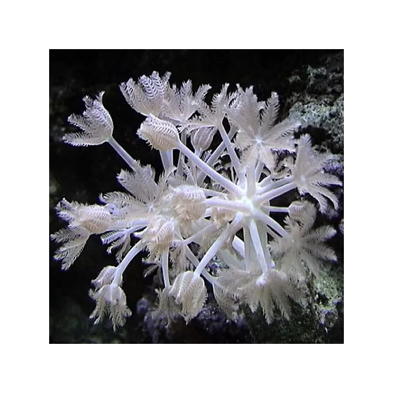 Xenia umbelata S size Xenia umbelata S size